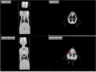 Pathophysiological changes and injury markers for acute lung injury from blunt impact in infant rabbits